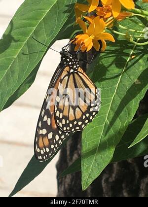 Monarch Schmetterling auf leuchtend gelben Milkweed Blumen Stockfoto