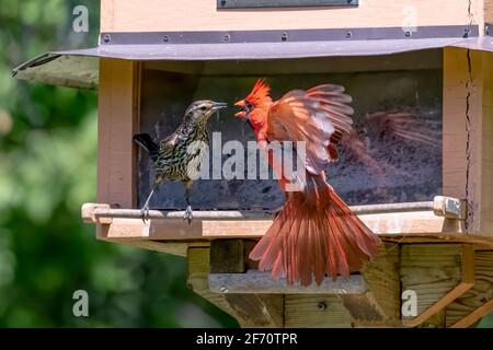 Nördlicher männlicher Kardinal und ein Rotflügeliger Amsel im Kampf Ein Vogelfutterhäuschen Stockfoto