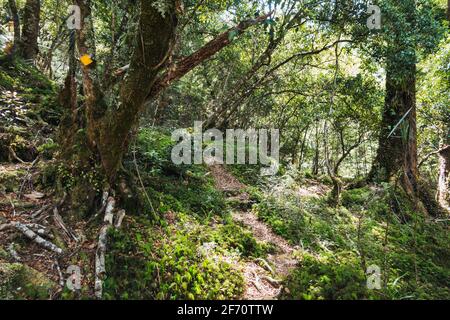 Auf einem selten befahrenen Wanderweg in der Nähe des Tauranga-Taupo River im Kaimanawa Forest Park, Neuseeland Stockfoto