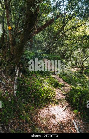 Auf einem selten befahrenen Wanderweg in der Nähe des Tauranga-Taupo River im Kaimanawa Forest Park, Neuseeland Stockfoto