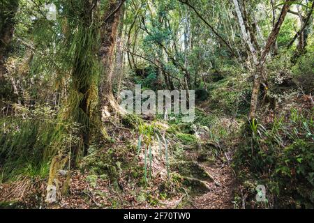 Auf einem selten befahrenen Wanderweg in der Nähe des Tauranga-Taupo River im Kaimanawa Forest Park, Neuseeland Stockfoto