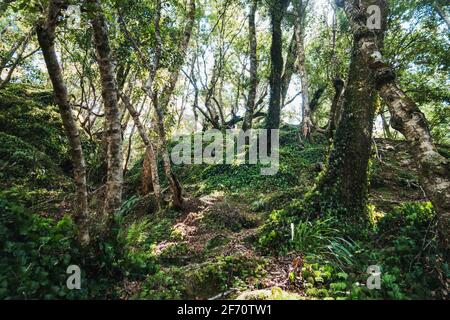 Auf einem selten befahrenen Wanderweg in der Nähe des Tauranga-Taupo River im Kaimanawa Forest Park, Neuseeland Stockfoto