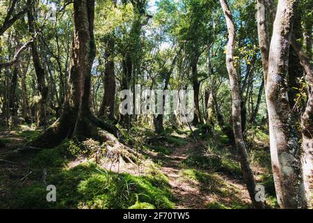 Auf einem selten befahrenen Wanderweg in der Nähe des Tauranga-Taupo River im Kaimanawa Forest Park, Neuseeland Stockfoto