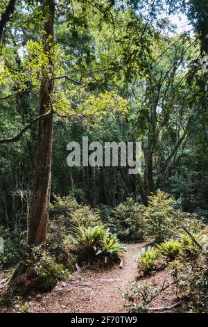 Auf einem selten befahrenen Wanderweg in der Nähe des Tauranga-Taupo River im Kaimanawa Forest Park, Neuseeland Stockfoto