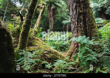 Auf einem selten befahrenen Wanderweg in der Nähe des Tauranga-Taupo River im Kaimanawa Forest Park, Neuseeland Stockfoto