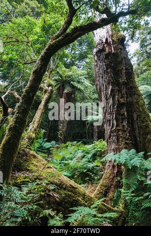 Auf einem selten befahrenen Wanderweg in der Nähe des Tauranga-Taupo River im Kaimanawa Forest Park, Neuseeland Stockfoto