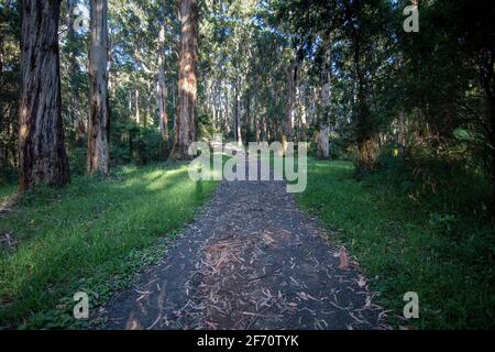 In den Dandenong Ranges geht es durch den Busch Stockfoto