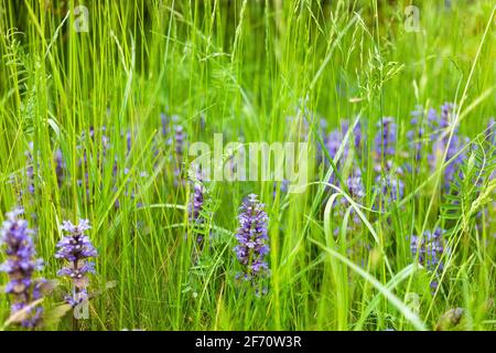 Frische Frühlingswiese mit hohem grünen Gras und violetten Blüten Stockfoto