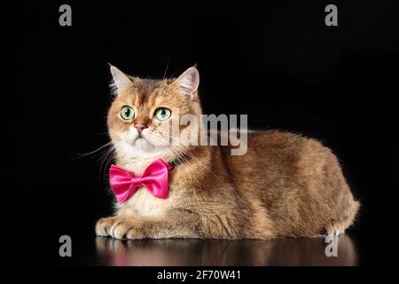 Britische Kurzhaar-Katze trägt Fliege und legt sich dagegen Schwarzer Hintergrund Stockfoto