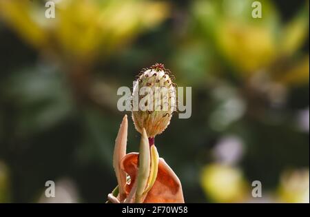 magnolia Baum grandiflora Samenschote Nahaufnahme Stockfoto