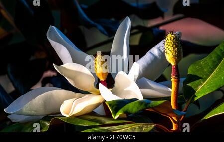 Weiße Magnolienblüte und Samenschote aus der Nähe in der Am späten Nachmittag Sonne vor einem dunklen, bunten Hintergrund Stockfoto