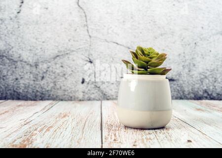 Sukulente Pflanze im Innenbereich in einem Topf Seitenansicht auf Holz Tischregal an einer Betonwand Wohnkultur mit Kopie Platz für Text Stockfoto