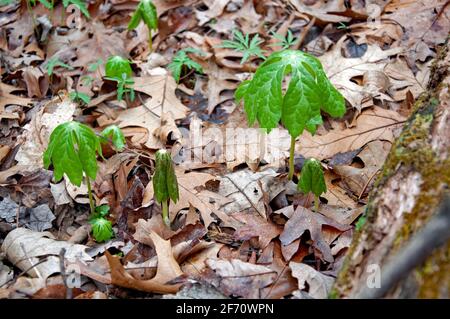 Mayapple-Pflanzen entstehen aus dem Waldboden entlang der Appalachen Trail in Virginia Stockfoto