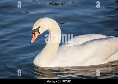 Nahaufnahme auf einen Schwan, ein headshot Portrait von Schwarzen und Weißen einzelnen mit seinen typischen gebogenen Hals und orange Schnabel. Schwäne, oder Cygnus, sind ein typisches w Stockfoto