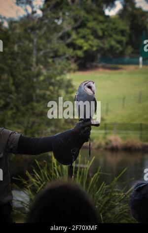 Eule bei einarbistauglippich Koala in Australien. Hochwertige Fotos Stockfoto
