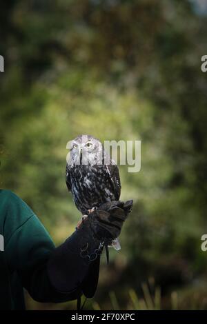 Eule bei einarbistauglippich Koala in Australien. Hochwertige Fotos Stockfoto