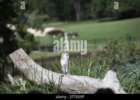 Eule bei einarbistauglippich Koala in Australien. Hochwertige Fotos Stockfoto