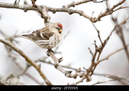 Common Redpoll (Acanthist flammea) thront während eines Einbruch-Jahres auf einem Zweig in Long Island, New York Stockfoto