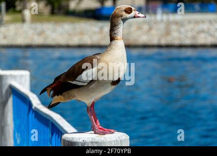 Ägyptische Gans (Alopochen aegyptiaca) steht auf einem Betonpfosten, mit blauem Seegang im Hintergrund in Santa Ana, CA. Stockfoto