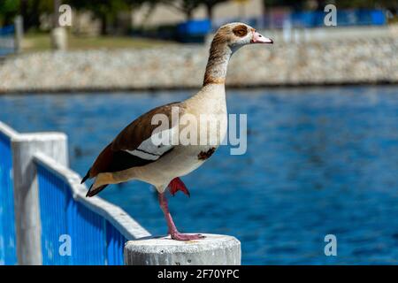 Ägyptische Gans (Alopochen aegyptiaca) steht auf einem Betonpfosten, mit einem Webbetsfuß unter seinem Körper und blauem Seewasser im Hintergrund. Stockfoto