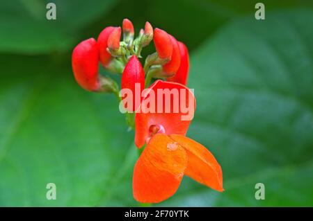 Öffnung der Scarlet Runner Bean Knospen (Phaseolus coccineus) Stockfoto