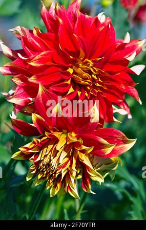 Informelle dekorative Dahlien, rote und gelbe Essteller Dahlien „Bodacious“ (Dahlien) Stockfoto