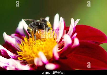 Eine Bumblebee Bombus), die Pollen einer rot-weißen Dahlienblume sammelt. Stockfoto