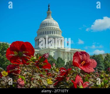 Das Kapitolgebäude der Vereinigten Staaten, eingerahmt von blühenden roten Blumen an einem sonnigen Sommertag in Washington, D.C. Stockfoto