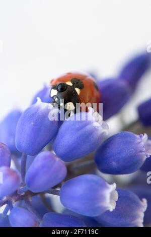 Marienkäfer auf lila Blume. Rotes Insekt mit schwarzen Punkten. Mikrofotografie. Stockfoto