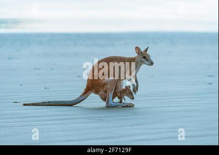 Weibliche Agile Wallaby (Macropus agilis), die mit einer joey in ihrem Beutel am Strand steht, Cape Hillsborough, Queensland, QLD, Australien Stockfoto