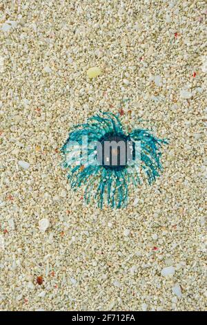 Vertikale Ansicht eines blauen Buttons (Porpita porpita) im Sand, Heron Island, Southern Great Barrier Reef, Queensland, QLD, Australien Stockfoto