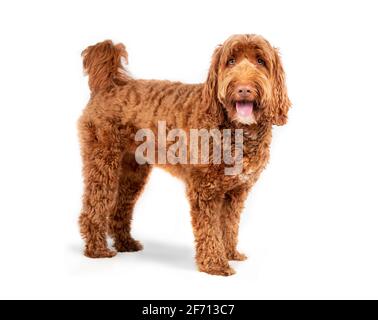 Isolierter Labradoodle-Hund, der seitlich mit offenem Mund und ausgestreckter Zunge steht. Mittelgroße bis große weibliche Erwachsene Hund, der die Kamera anschaut. Glücklicher oder aufgeregter Hund. Stockfoto