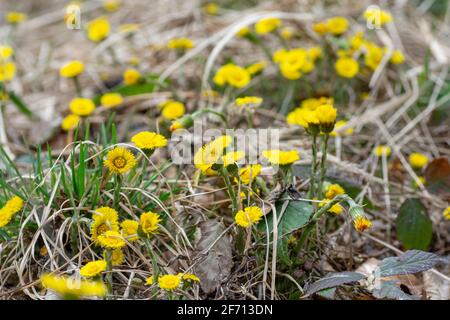 Gelber Säulenguss (Tussilago Farfara) im frühen Frühjahr. Coltsfoot Blumen aus der Nähe. Makro. Selektiver Fokus. Stockfoto