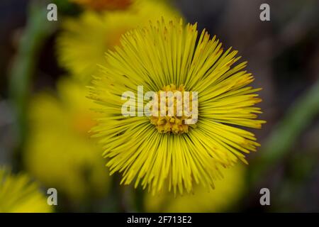 Einzelner gelber Säckchenfuß (Tussilago Farfara) im frühen Frühjahr. Coltsfoot Blume aus nächster Nähe. Makro. Selektiver Fokus. Stockfoto