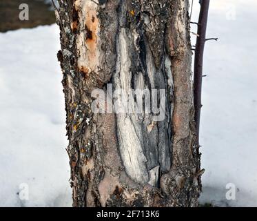 Apfelbaumstamm mit beschädigter Rinde und getrocknetem Holz. Stockfoto