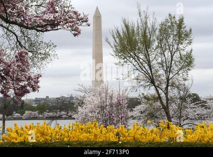 Washington DC, USA. März 2021, 31st. Das Washington Monument und einige der 3.000 Kirschblütenbäume im Tidal Basin in Washington DC werden am Mittwoch, den 31. März 2021 gezeigt. (Bild: © Mark HertzbergZUMA Wire) Stockfoto