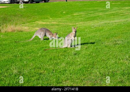 Hüpfende Verrückte Wallabies Stockfoto