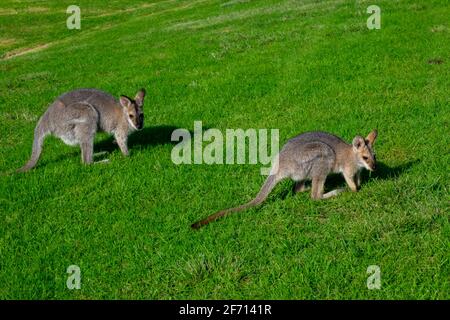 Hüpfende Verrückte Wallabies Stockfoto