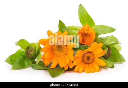 Bunte helle Muster von orangen Ringelblumen auf weißem Hintergrund. Flach liegend, Draufsicht, natürlicher Hintergrund Stockfoto