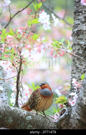 Chinesisches Bambushuhn (Bambusicola thoracicus thoracicus) in Japan Stockfoto