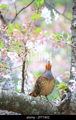 Chinesisches Bambushuhn (Bambusicola thoracicus thoracicus) in Japan Stockfoto