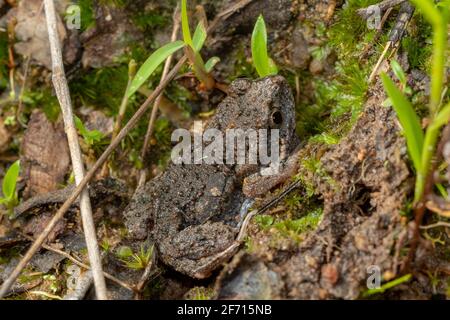 Montane-Kröte (Uperoleia altissima) eine kleine Froschart, die im hohen Norden Queenslands endemisch ist. Ravenshoe, Queensland, Australien Stockfoto