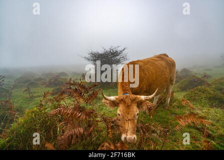 Kühe auf einem grasbewachsenen Feld an einem Nebelmorgen. Neblige Wiese grüne Landschaft Nebel Natur. Farm Feld Vieh Weide Gras Panorama Stockfoto