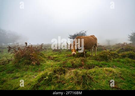 Kühe auf einem grasbewachsenen Feld an einem Nebelmorgen. Neblige Wiese grüne Landschaft Nebel Natur. Farm Feld Vieh Weide Gras Panorama Stockfoto