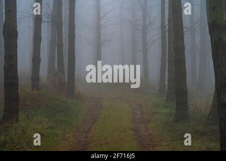 The falling leaves colors the autumn season in the forest. Otzarreta forest, Gorbea Natural Park, Bizkaia, Spain Stockfoto