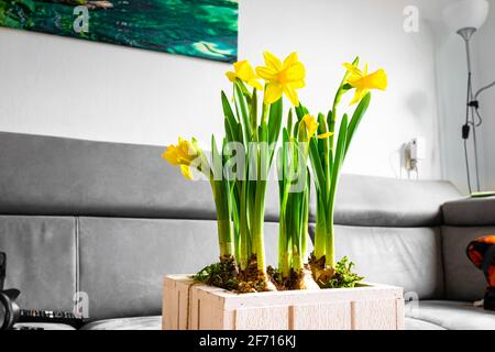 Schöne gelbe Narzissen im Wohnzimmer. Heimtextilien. Stockfoto