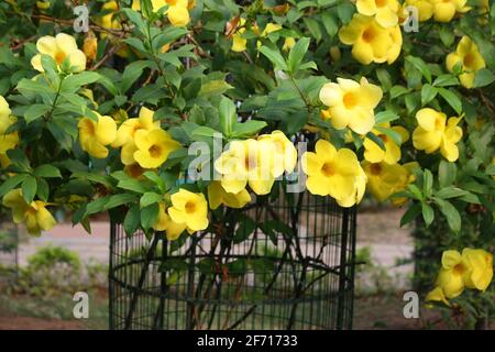 Goldene Trompete (Allamanda cathartica) in voller Blüte in einem Garten : (pix SShukla) Stockfoto