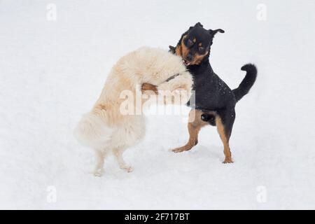 Rottweiler Welpe und Mehrzüchter spielen auf weißem Schnee im Winterpark. Haustiere. Reinrassigen Hund. Stockfoto