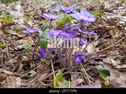 Die ersten Schneeglöckchen nach dem Winter Anemone hepatica. Anemone hepatica blühte im Wald Stockfoto