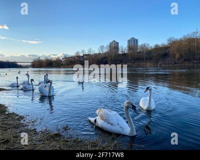 Die Schwanenfamilie schwimmt auf dem Fluss. Viele Schwäne auf einem Foto Stockfoto